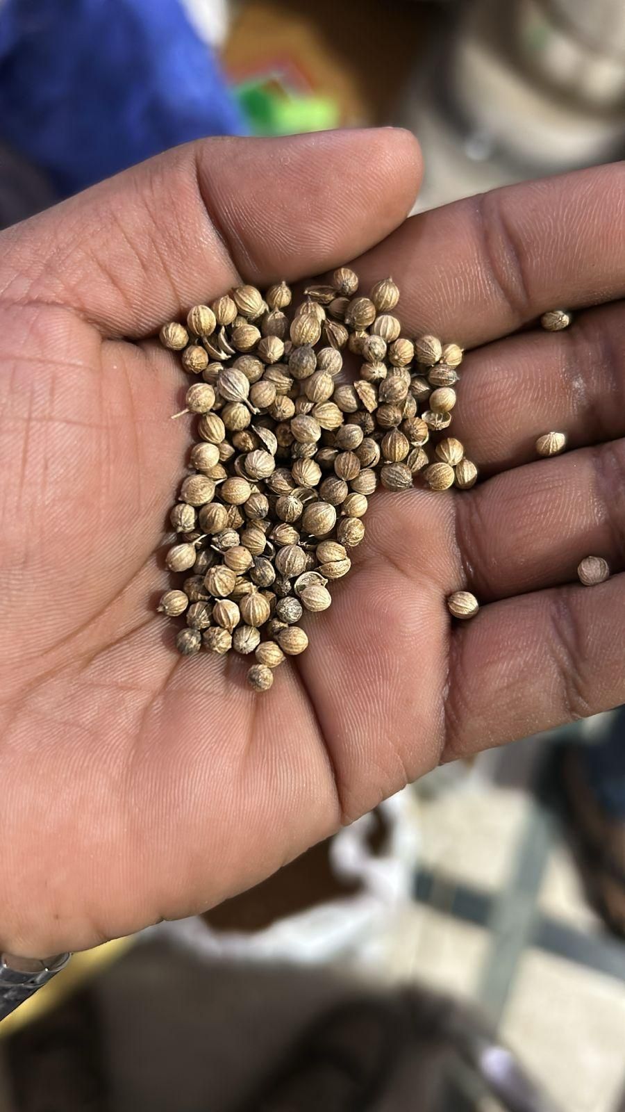 Spring Onion Seeds and Free Plant Growth Serum