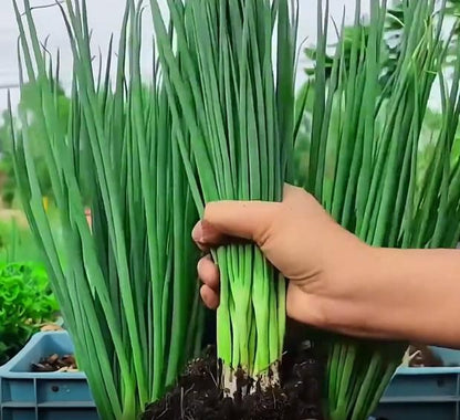 Spring Onion Seeds and Free Plant Growth Serum