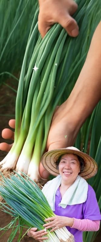 Spring Onion Seeds and Free Plant Growth Serum